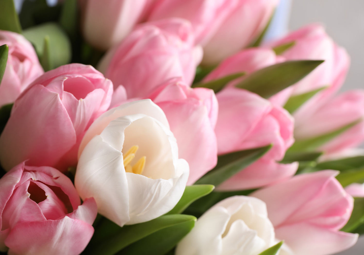 Close-up of pink tulips, symbolizing spring flowers and seasonal floral arrangements.