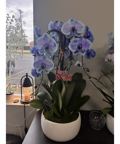 Mother's Day Orchid