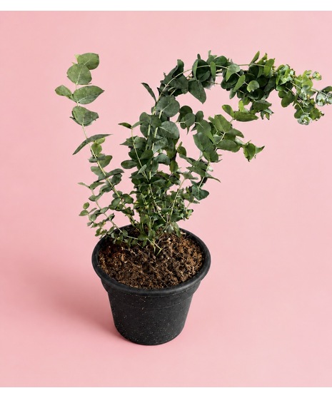 Eucalyptus Plant