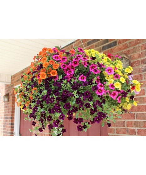 Outdoor Blooming Hanging Basket Plant