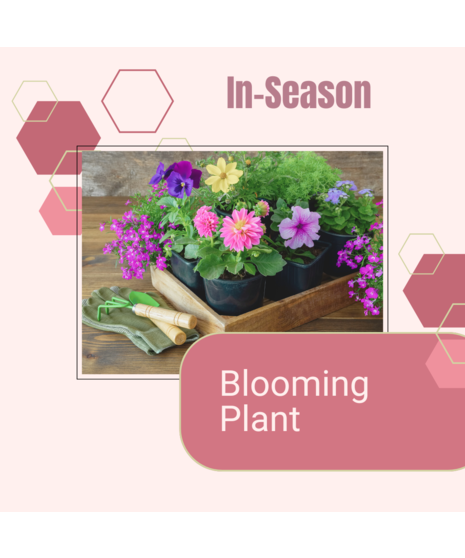In-Season Blooming Plant