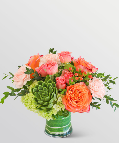 Apricot  Calma with Succulents