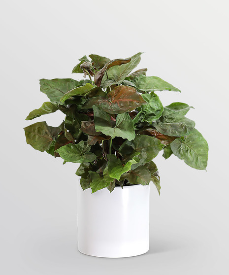 Arrowhead Plant