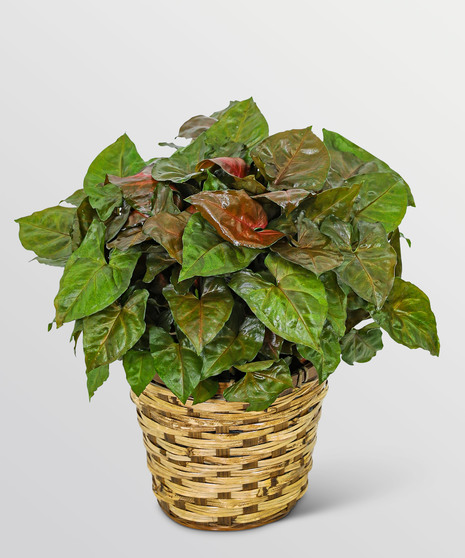 Arrowhead Plant in Basket