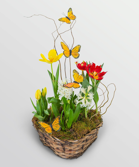 Blooming Bulbs with Butterflies