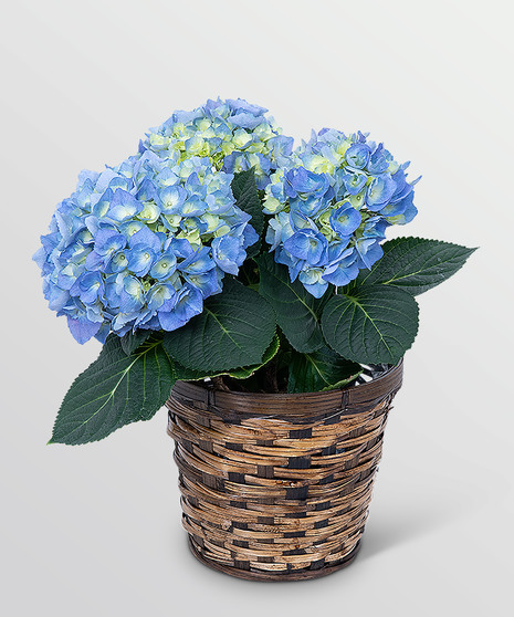 Blue Hydrangea Plant
