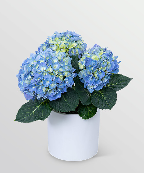 Blue Hydrangea Plant