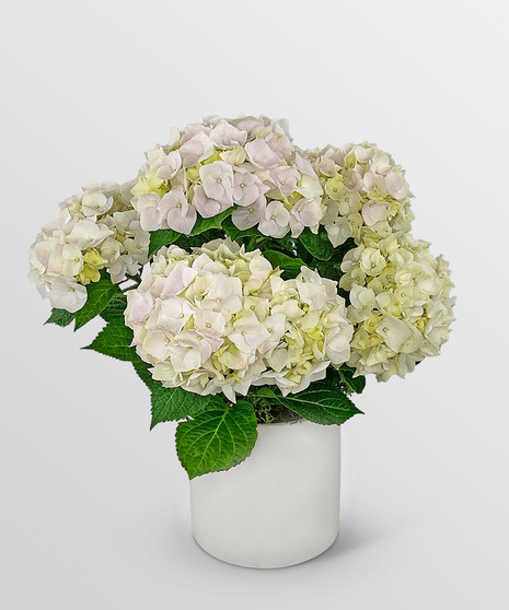 Blush Hydrangea Plant