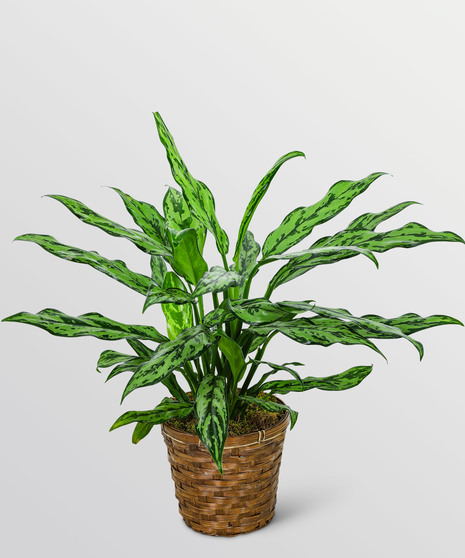 Chinese Evergreen Plant