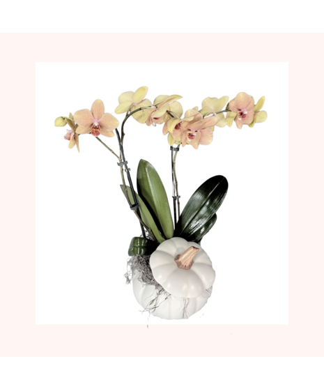 Double stemmed orchid in white ceramic pumpkin with lid