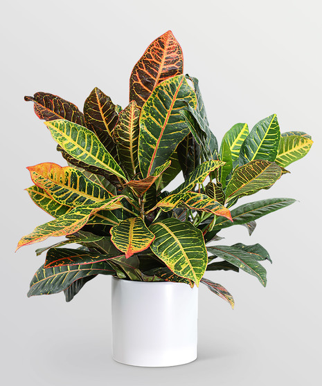 Croton Petra Plant