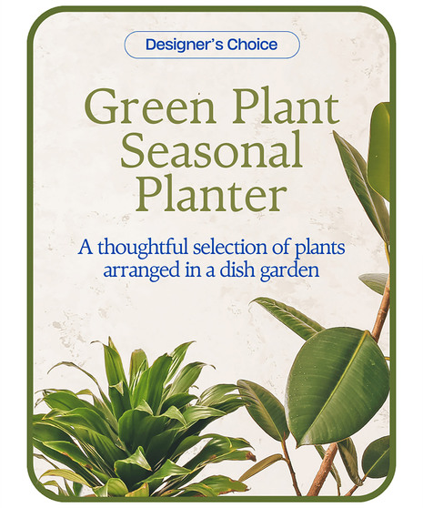 Designer's Choice - Variety of Green Plants