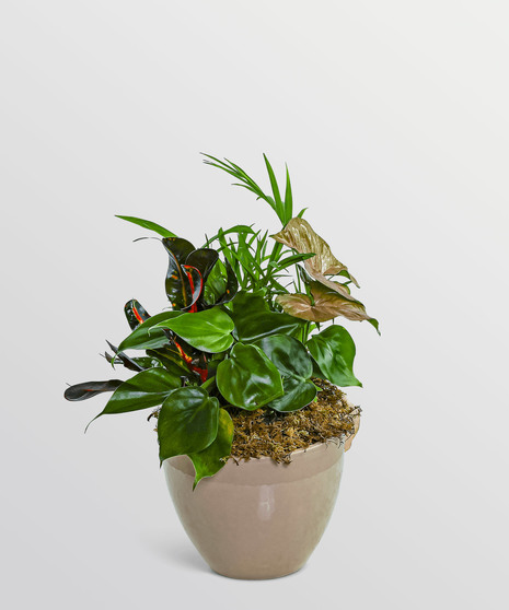 Dish Garden in Taupe Ceramic