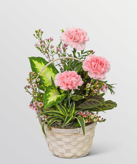 Dish Garden with Pink Florals
