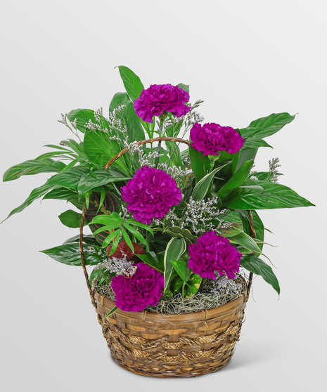 Dish Garden with Purple Florals