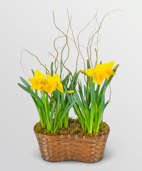 Double Daffodil Basket