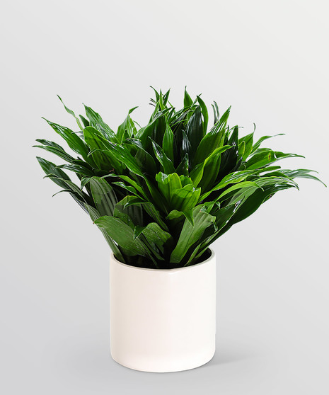 Dracaena Compacta