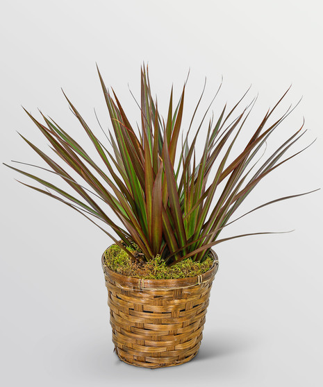 Dracaena Marginata in a Basket