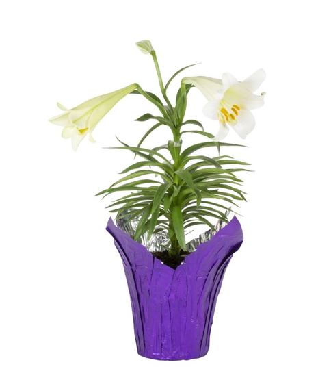 Special - Easter Lily Plant Foil