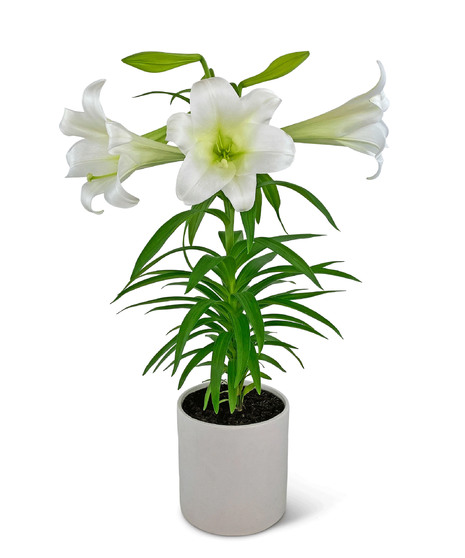 Easter Lily Plant