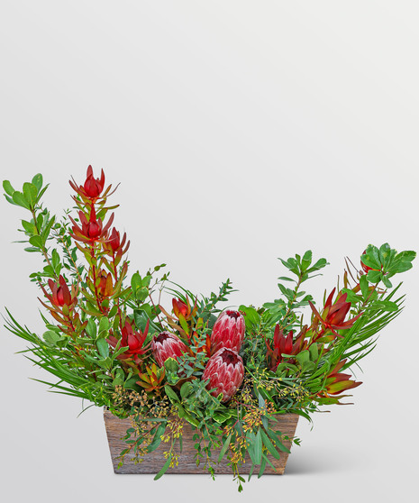 Exotic Crescent Protea