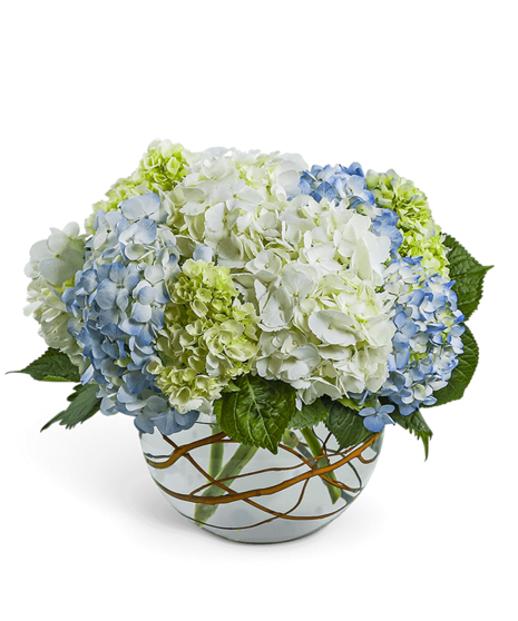Dreamy Hydrangea