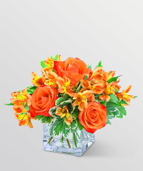 Fresh Tangerine