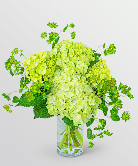 Green Brilliance
