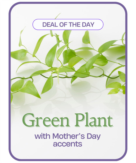 Green Plant with Mother's Day Accents