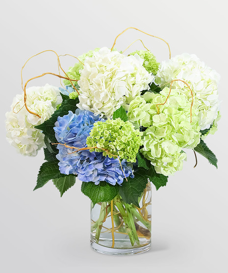 Hello, Hydrangea!