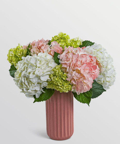 Hint of Pink Hydrangea