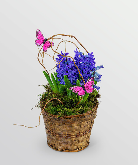 Hyacinth Plant in Basket