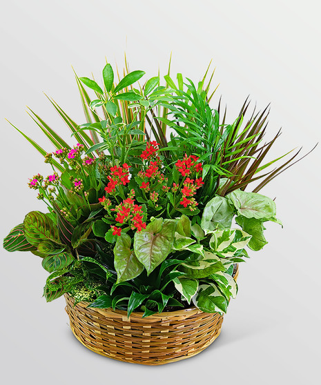 Large Blooming Dish Garden
