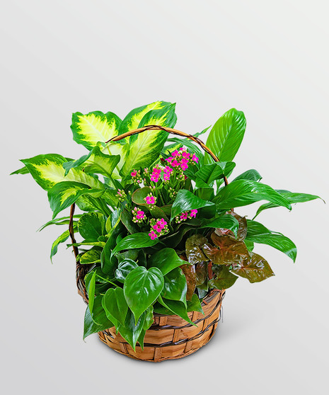 Medium Blooming Dish Garden