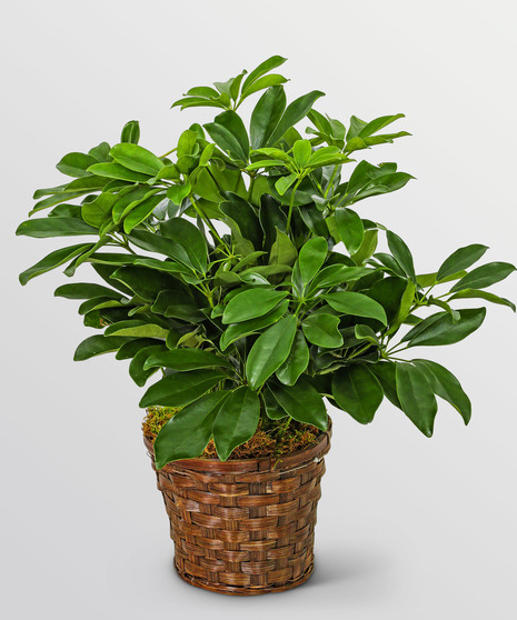 Miniature Schefflera Plant