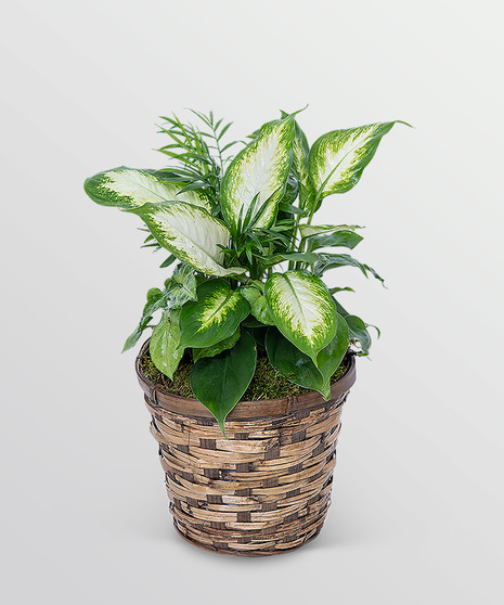 Mixed Planter in Basket
