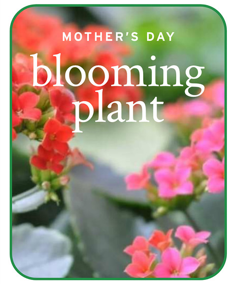 Mother's Day Blooming Plant