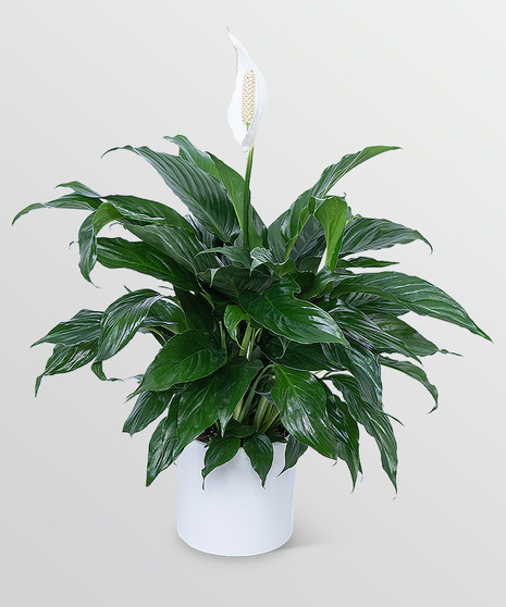 Peace Lily Plant