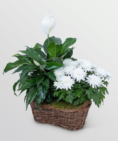 Peace Lily with White Mum Plant