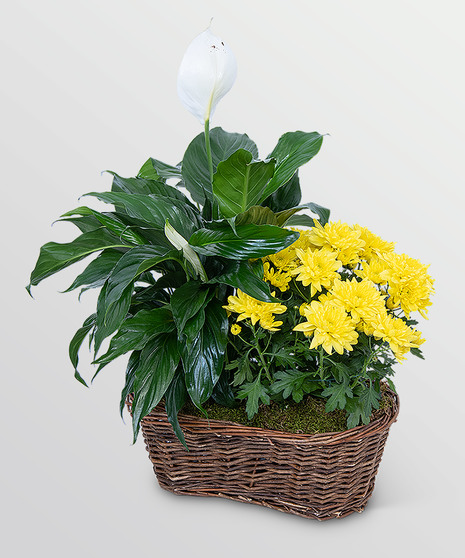 Peace Lily with Yellow Mum Plant