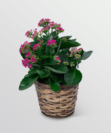Pink Kalanchoe Plant