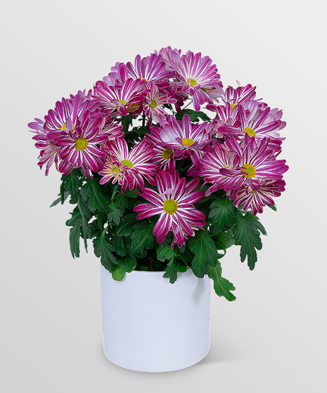Purple Daisy Chrysanthemum Plant