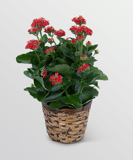 Red Kalanchoe Plant