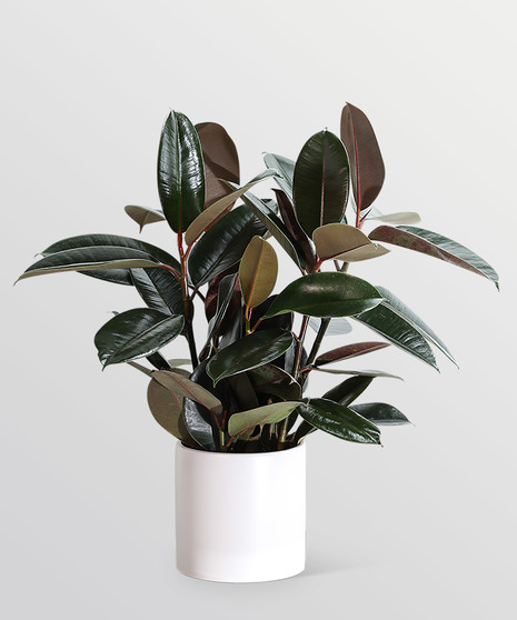 Rubber Tree Plant