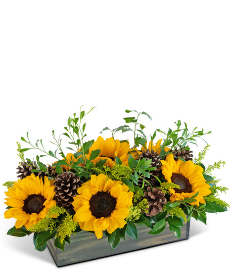 Rustic Fields in Autumn