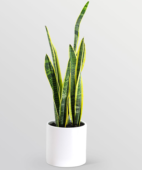 Sansevieria Plant