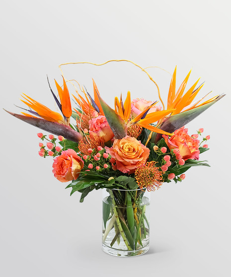 Spirit of the Tropics