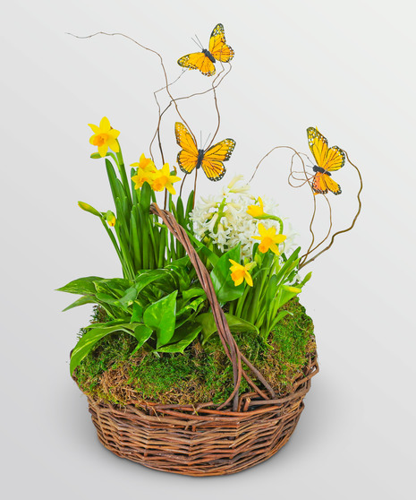 Spring Plants with Butterflies