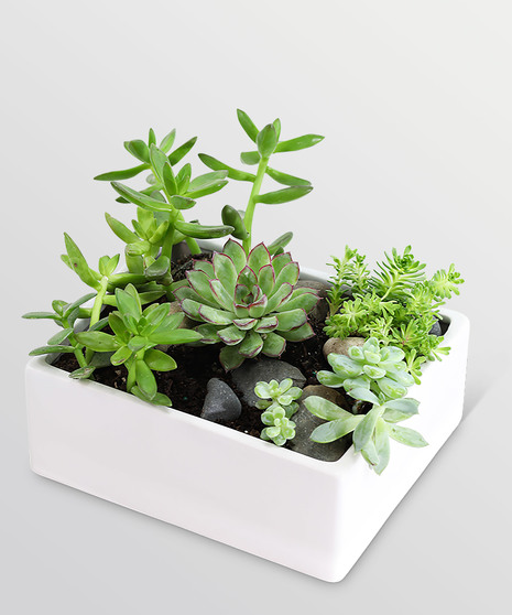 Succulent Garden