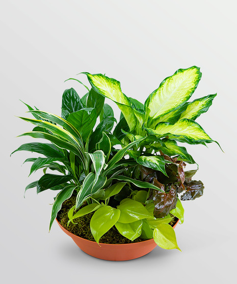 Tropics in Terracotta